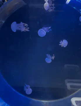 名古屋港水族館に投稿された画像（2026/3/26）