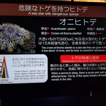 沖縄美ら海水族館に投稿された画像（2026/3/26）