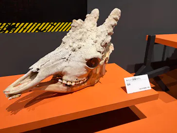 特別展「超危険生物展　科学で挑む生き物の本気」に投稿された画像（2026/3/26）