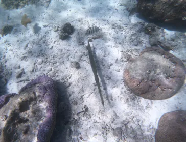 武藤潜水に投稿された画像（2026/3/26）