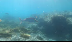 武藤潜水に投稿された画像（2026/3/26）