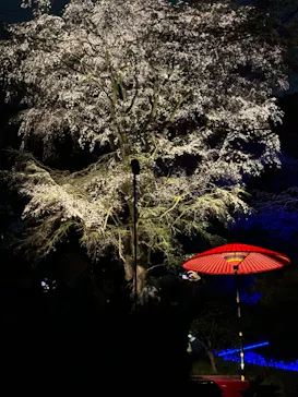 六義園に投稿された画像（2026/3/26）