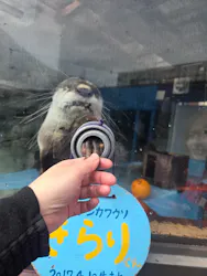 ゼロ距離水族館 伊勢シーパラダイスに投稿された画像（2026/3/26）