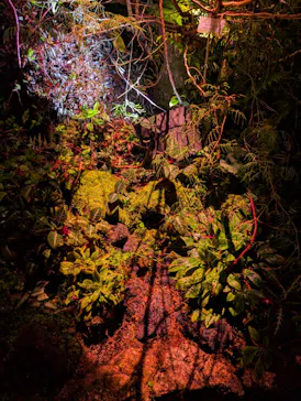 京都府立植物園　LIGHT CYCLES KYOTOに投稿された画像（2026/3/26）