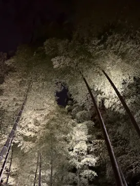 六義園に投稿された画像（2026/3/26）