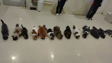 Cat Café MOFF アリオ倉敷店に投稿された画像（2026/3/26）