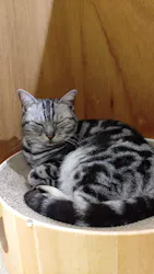 Cat Café MOFF アリオ倉敷店に投稿された画像（2026/3/26）