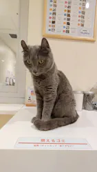 Cat Café MOFF アリオ倉敷店に投稿された画像（2026/3/26）