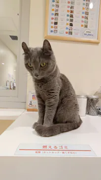 Cat Café MOFF アリオ倉敷店に投稿された画像（2026/3/26）