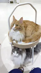 Cat Café MOFF アリオ倉敷店に投稿された画像（2026/3/26）