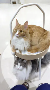 Cat Café MOFF アリオ倉敷店に投稿された画像（2026/3/26）