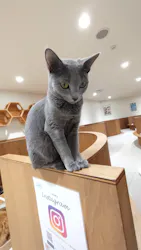 Cat Café MOFF アリオ倉敷店に投稿された画像（2026/3/26）