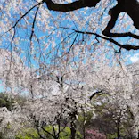 名古屋市東山動植物園に投稿された画像（2026/3/26）
