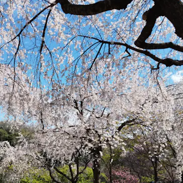 名古屋市東山動植物園に投稿された画像（2026/3/26）