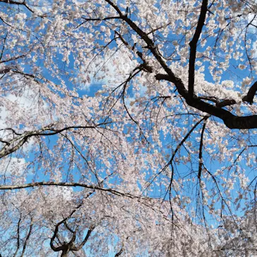 名古屋市東山動植物園に投稿された画像（2026/3/26）