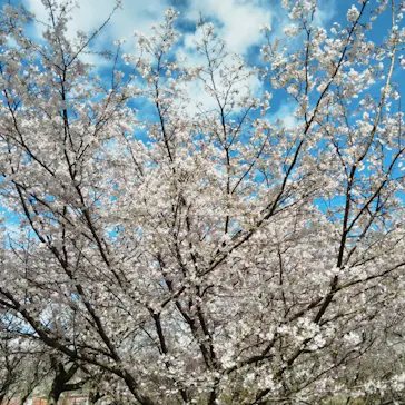 名古屋市東山動植物園に投稿された画像（2026/3/26）