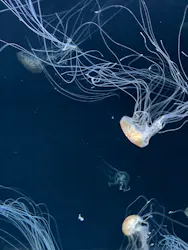 サンシャイン水族館に投稿された画像（2026/3/26）