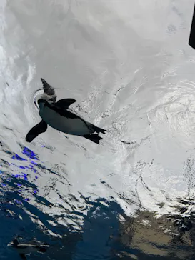 サンシャイン水族館に投稿された画像（2026/3/26）