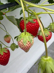 MIGAKI FARMに投稿された画像（2026/3/26）