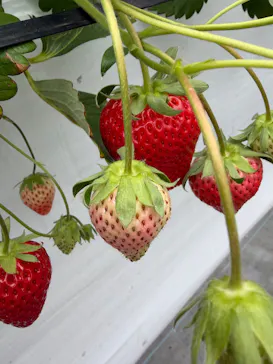 MIGAKI FARMに投稿された画像（2026/3/26）