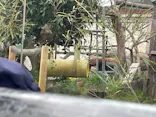 天王寺動物園に投稿された画像（2026/3/26）