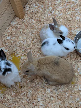 しろとり動物園に投稿された画像（2026/3/26）