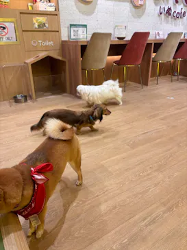 いぬカフェRio 浅草店に投稿された画像（2026/3/26）