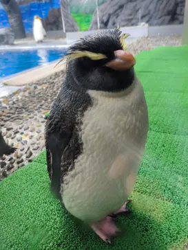 越前松島水族館に投稿された画像（2026/3/26）