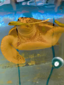 越前松島水族館に投稿された画像（2026/3/26）