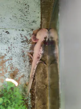 越前松島水族館に投稿された画像（2026/3/26）