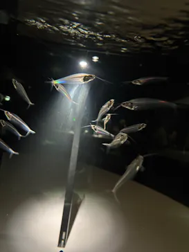 NIFREL（ニフレル）に投稿された画像（2026/3/26）