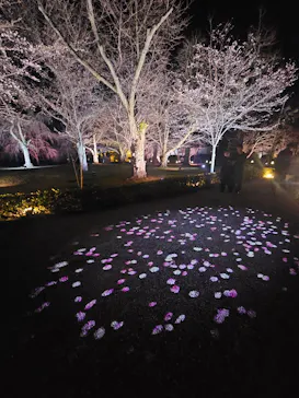二条城2026 SAKURA NIGHTSに投稿された画像（2026/3/26）