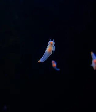 環境水族館アクアマリンふくしまに投稿された画像（2026/3/26）