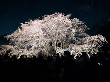 六義園に投稿された画像（2026/3/26）