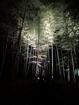 六義園に投稿された画像（2026/3/26）