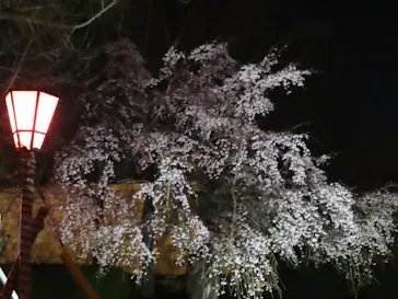 大阪城公園 西の丸庭園に投稿された画像（2026/3/26）