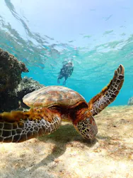 nico 宮古島に投稿された画像（2026/3/26）