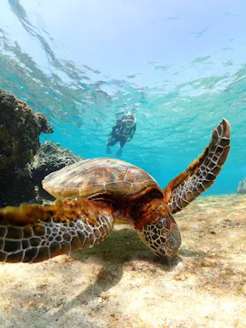 nico 宮古島に投稿された画像（2026/3/26）