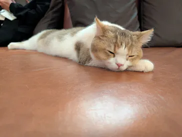 猫カフェモカ　池袋東口店に投稿された画像（2026/3/26）