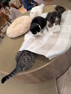 猫カフェモカ　池袋東口店に投稿された画像（2026/3/26）