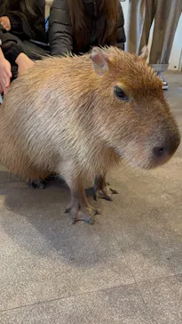 おさるの湯もみ処　おさ湯に投稿された画像（2026/3/26）