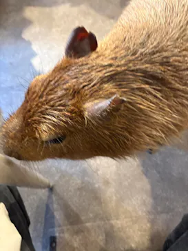 おさるの湯もみ処　おさ湯に投稿された画像（2026/3/26）