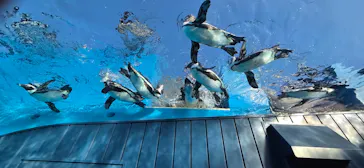 サンシャイン水族館に投稿された画像（2026/3/26）