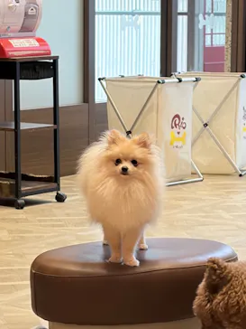 いぬカフェRio 京都店に投稿された画像（2026/3/26）