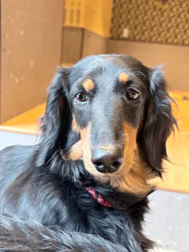 いぬカフェRio 京都店に投稿された画像（2026/3/26）