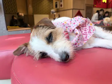 いぬカフェRio 京都店に投稿された画像（2026/3/26）