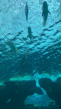 名古屋港水族館に投稿された画像（2026/3/26）