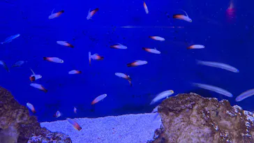 世界淡水魚園水族館　アクア・トトぎふに投稿された画像（2026/3/26）