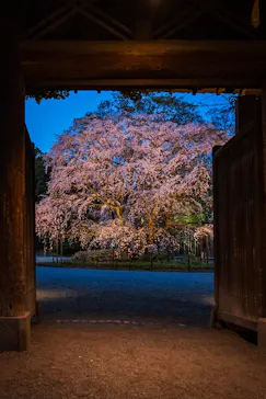 六義園に投稿された画像（2026/3/26）