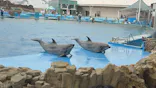 名古屋港水族館に投稿された画像（2026/3/27）